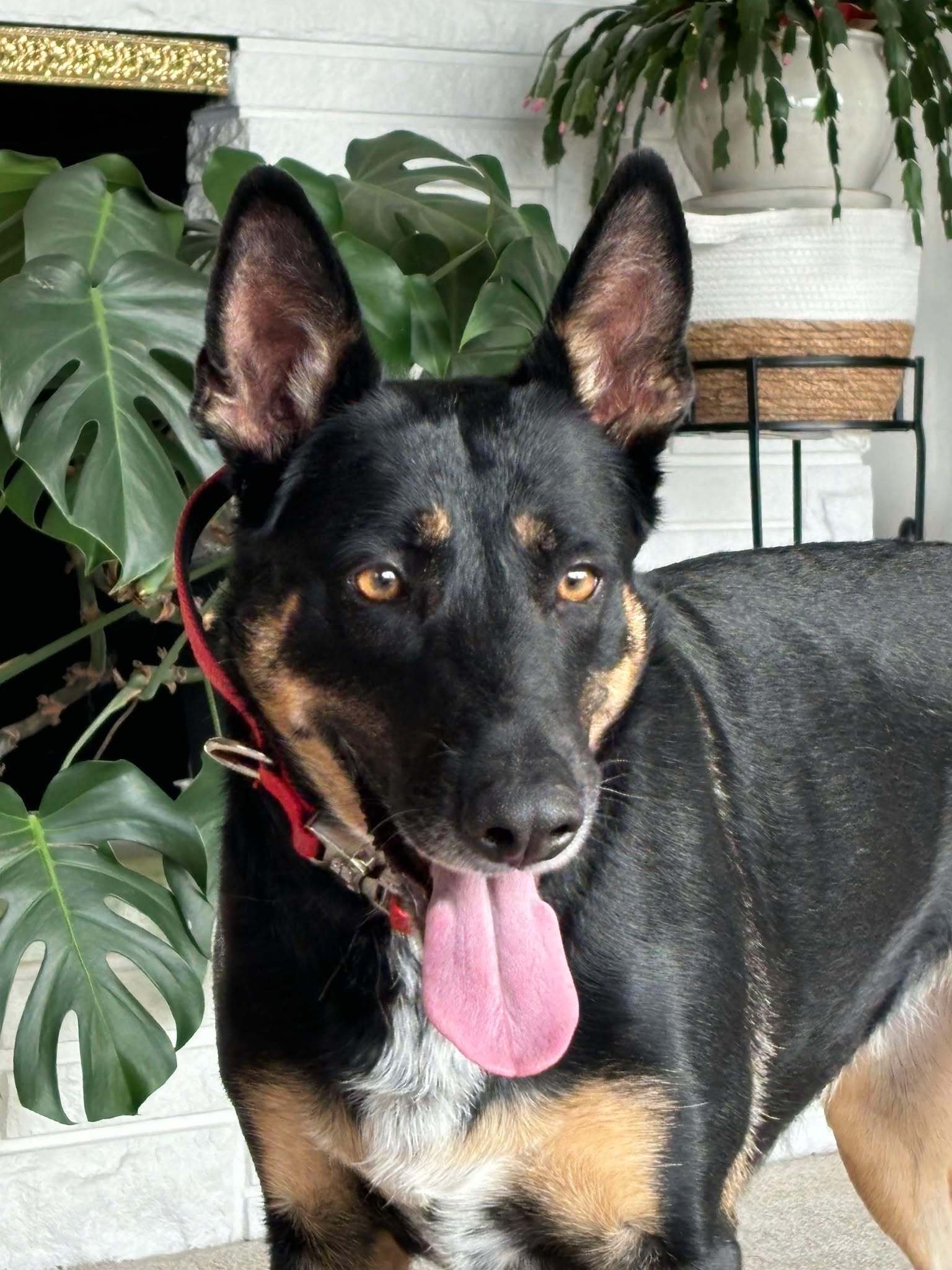 Gigi