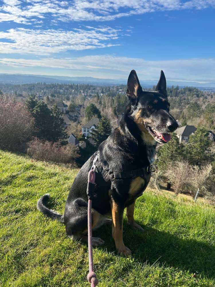 Gigi