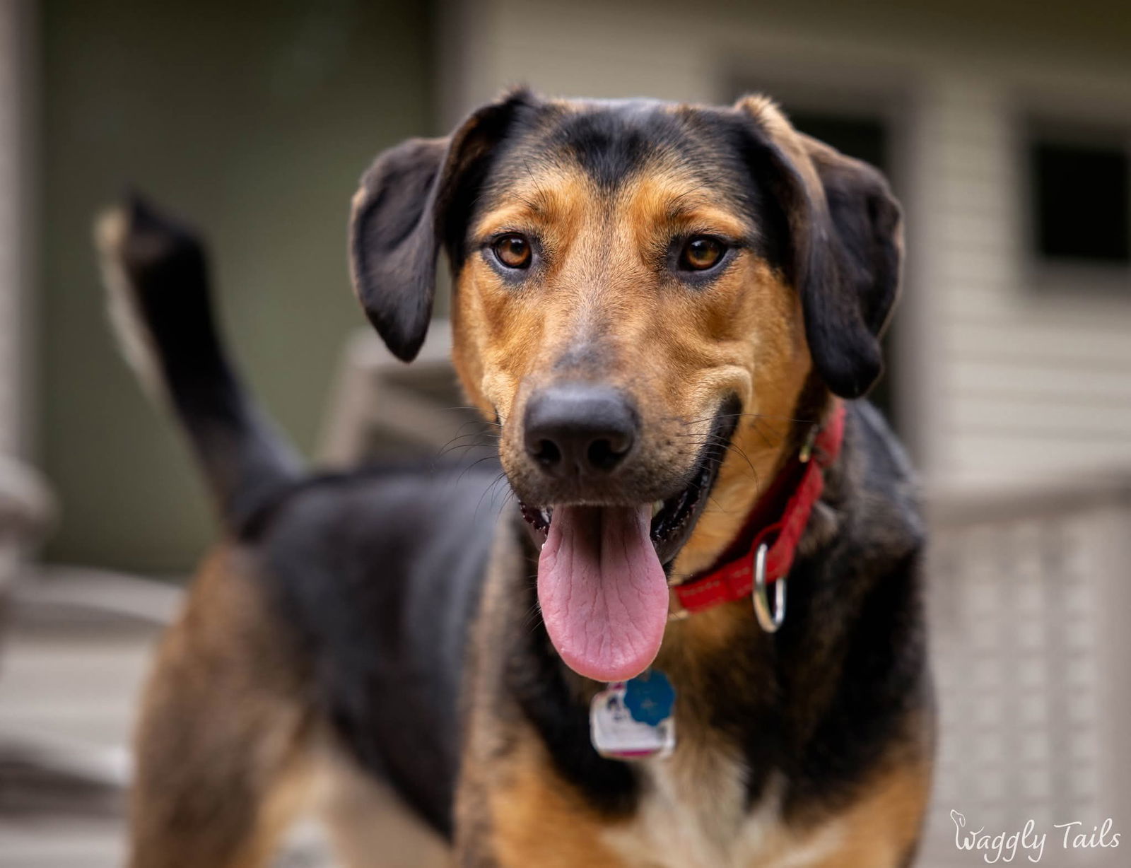Ruby, an adoptable German Shepherd Dog, Hound in Princeton, MN, 55371 | Photo Image 1