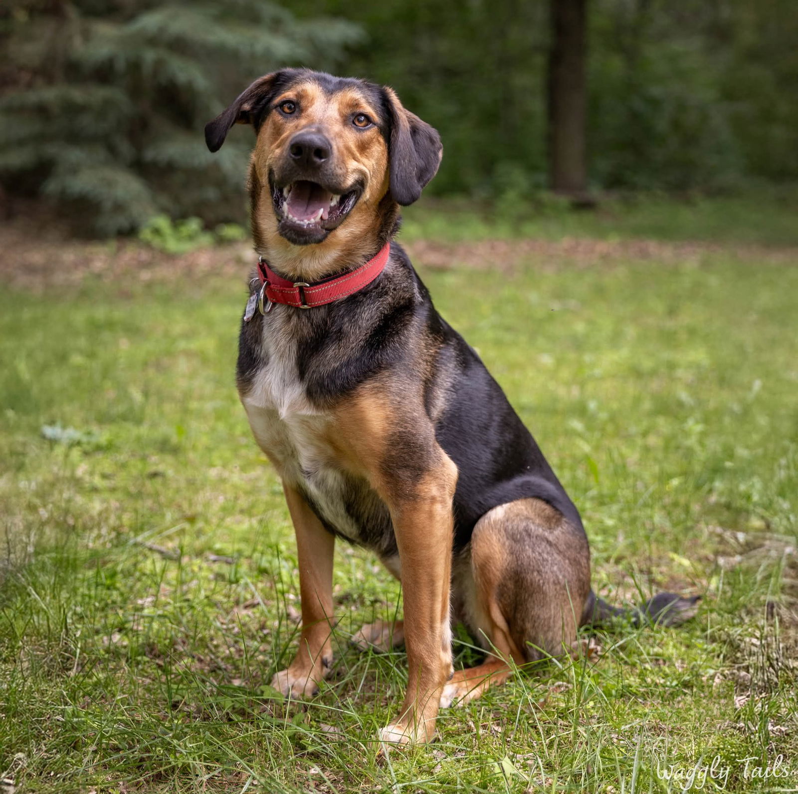 Ruby, an adoptable German Shepherd Dog, Hound in Princeton, MN, 55371 | Photo Image 3