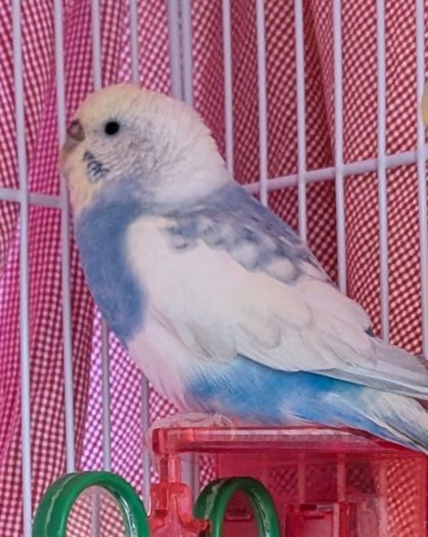Penelope