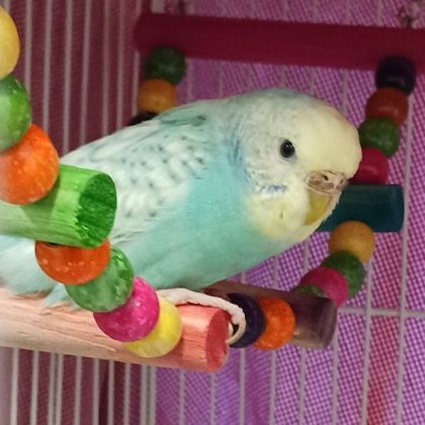 Petunia