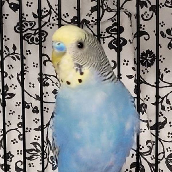 Elmer