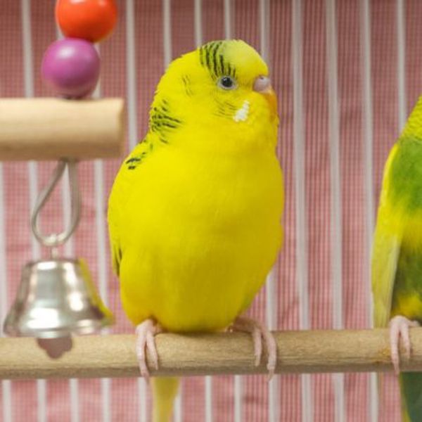 Tweety