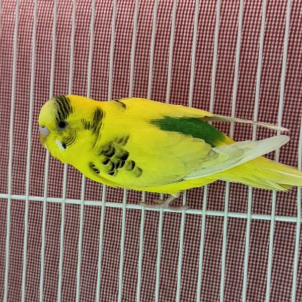 Tweety