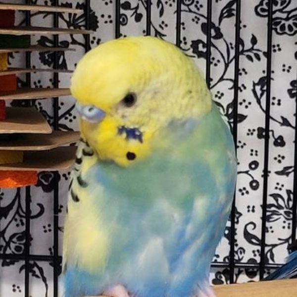 Marvin