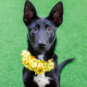 Hello there Im Lorelei a spayed 7-month-old shepherd mix Im a growing puppy that could reach 