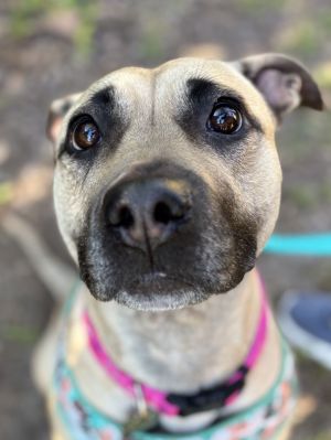 Paloma - ADOPTED!!!