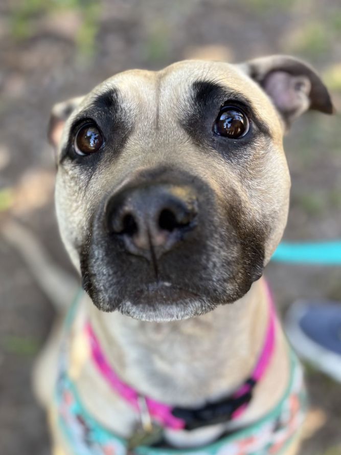 Paloma - ADOPTED!!!