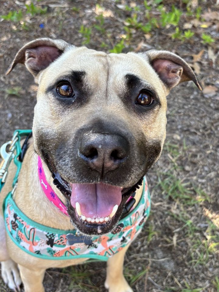 Paloma - ADOPTED!!! 2