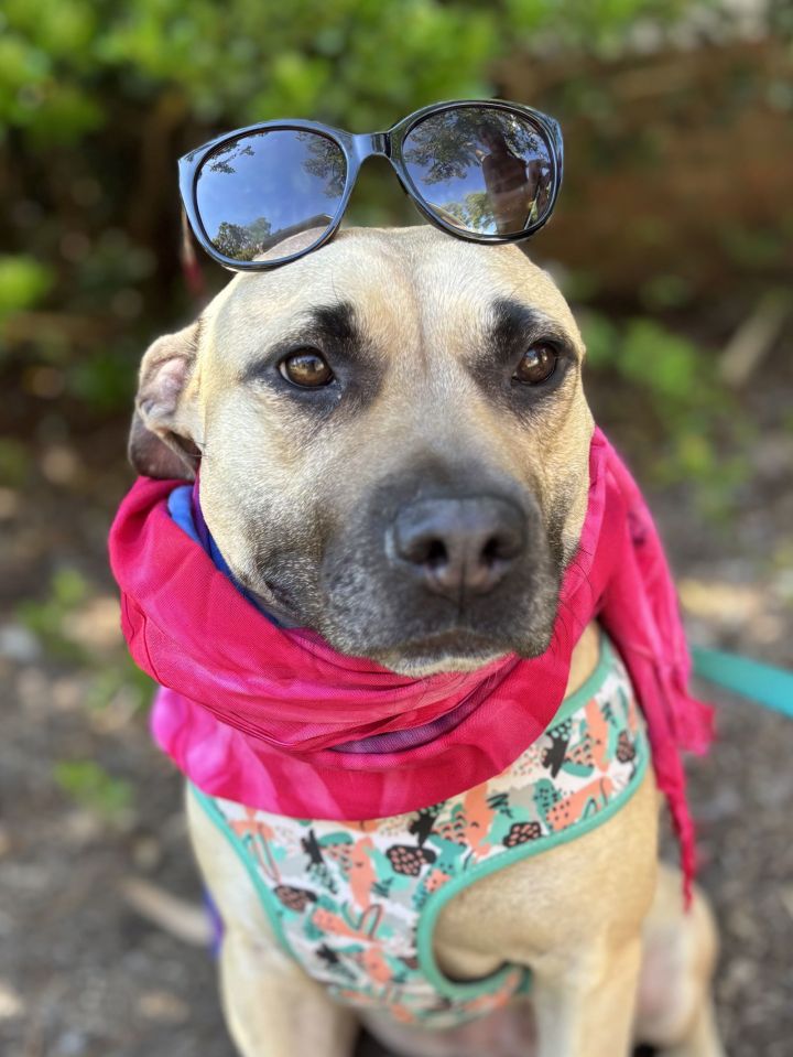 Paloma - ADOPTED!!! 3