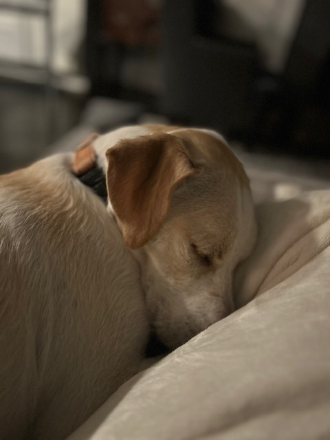 Cocoa