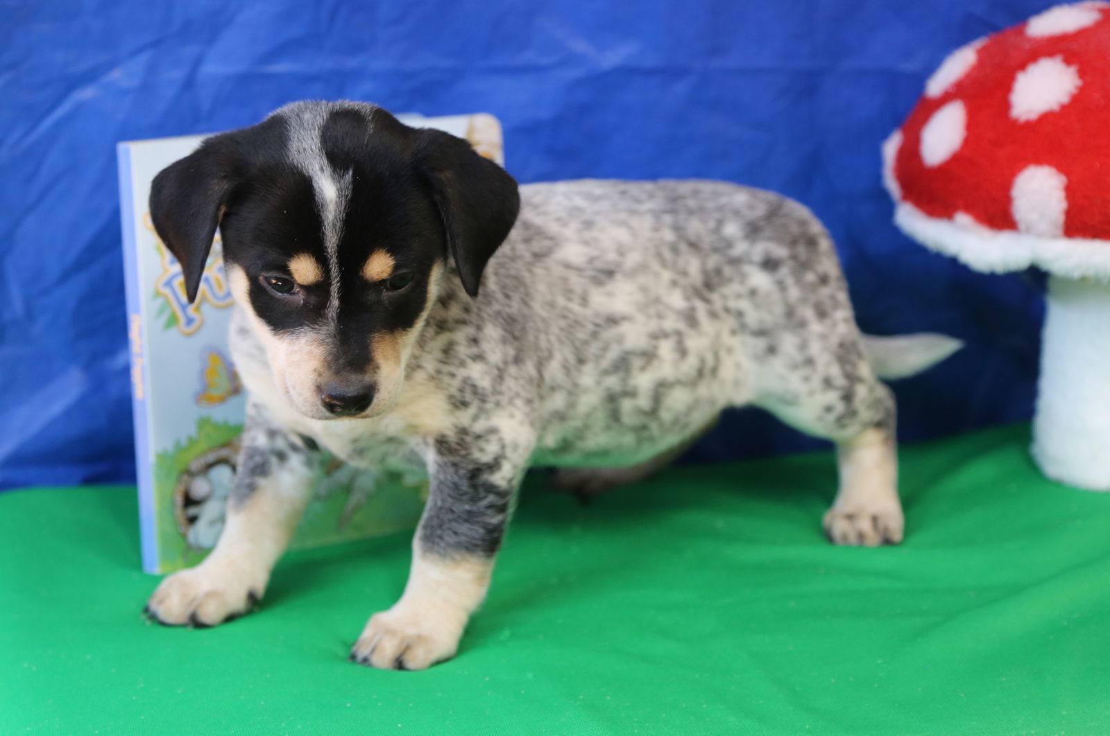 Kit BabyAnimal *LOCAL* MEET ME!