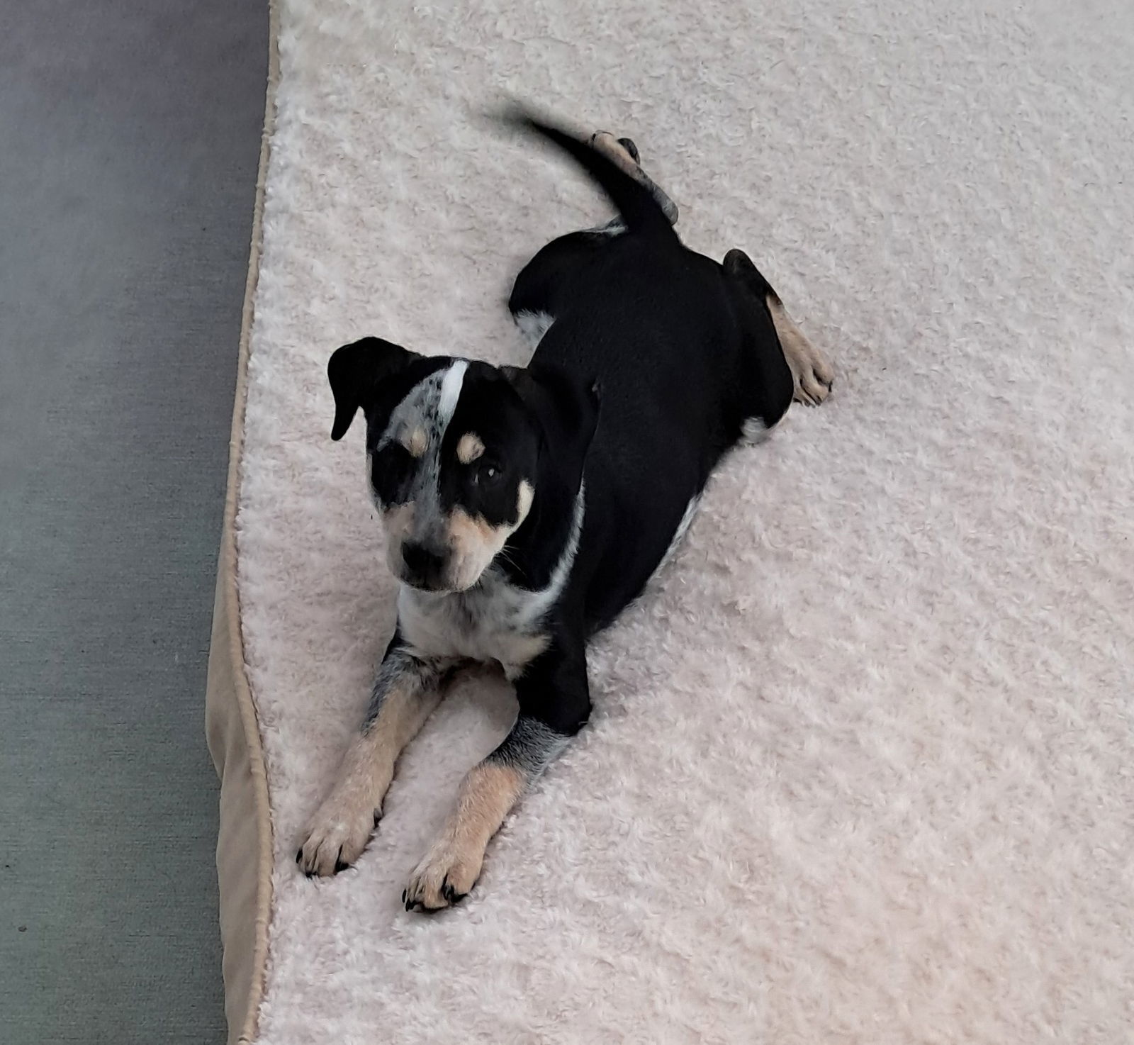 Joey BabyAnimal *LOCAL* MEET ME!