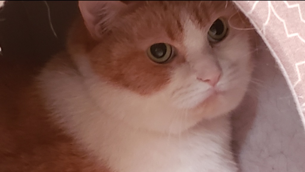 BABY