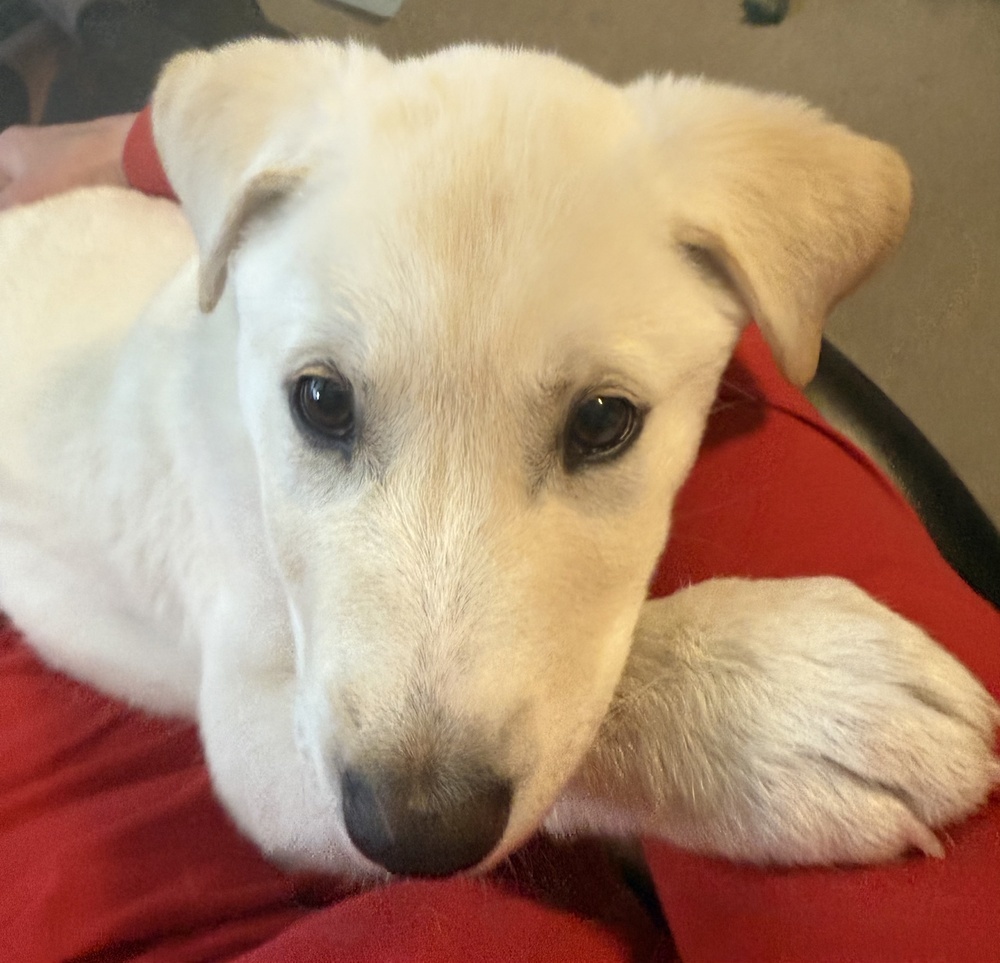 Amber, an adoptable Akbash, Shepherd in Denver, CO, 80223 | Photo Image 4