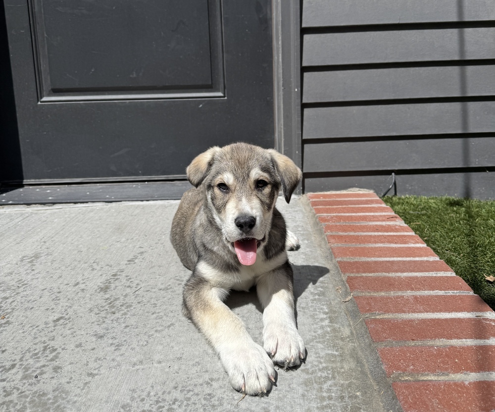 Benny, an adoptable Akbash, Shepherd in Denver, CO, 80223 | Photo Image 1