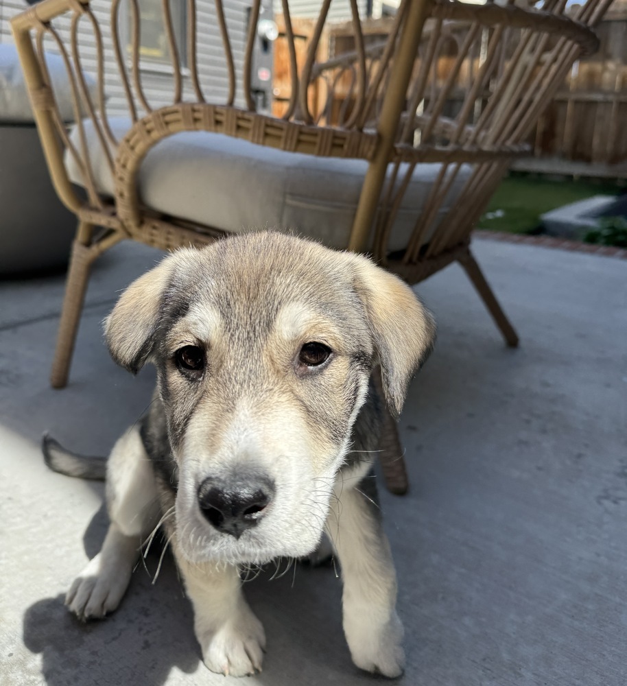 Benny, an adoptable Akbash, Shepherd in Denver, CO, 80223 | Photo Image 3