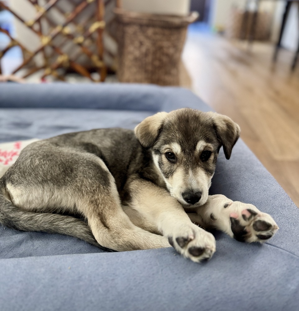 Benny, an adoptable Akbash, Shepherd in Denver, CO, 80223 | Photo Image 4