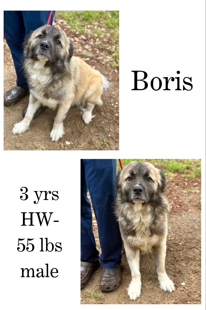 Boris