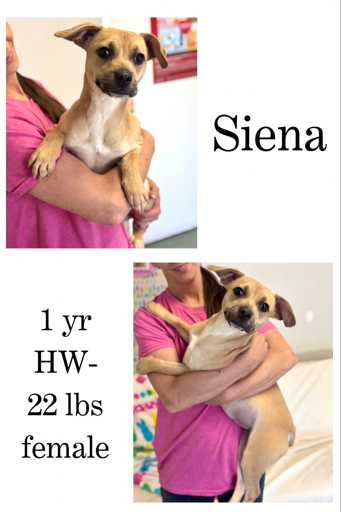 Siena 1
