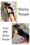 Shirley Temple photo 1