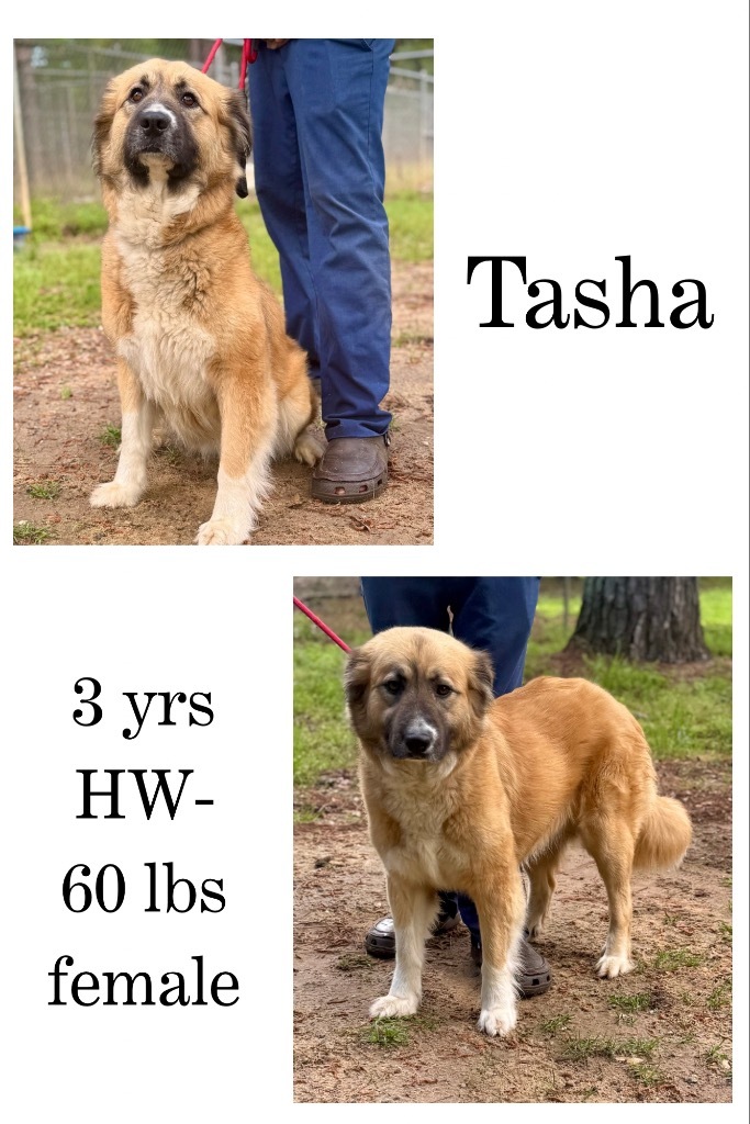 Tasha