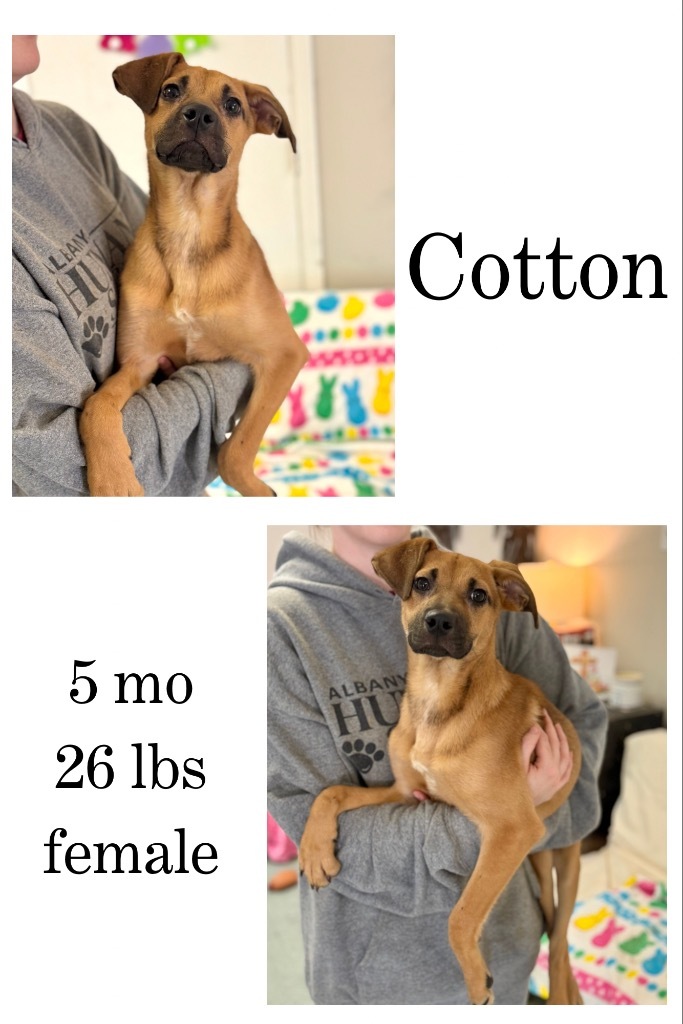 Cotton