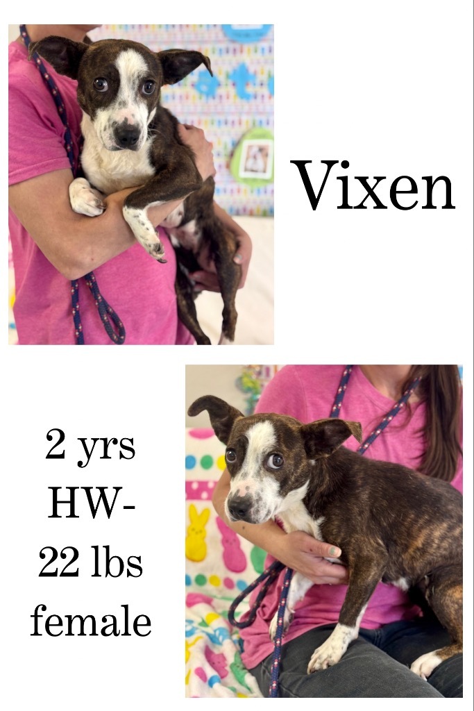 Vixen