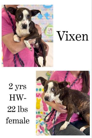 Vixen, Adult Female unknown