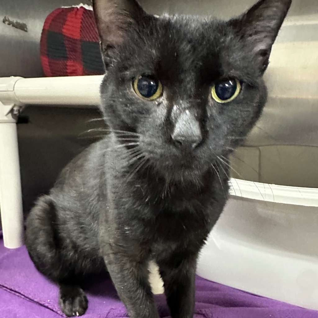 Ochi, an adoptable Domestic Short Hair in Virginia, MN, 55792 | Photo Image 1