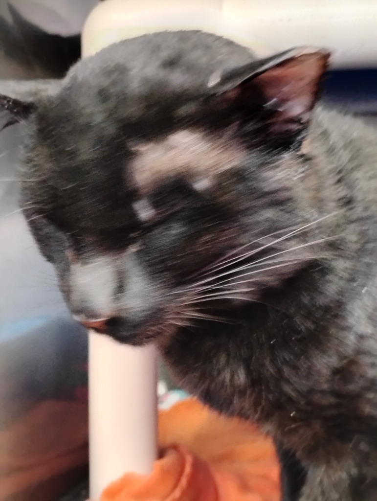 Ochi, an adoptable Domestic Short Hair in Virginia, MN, 55792 | Photo Image 2