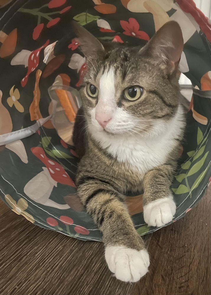 Kimi