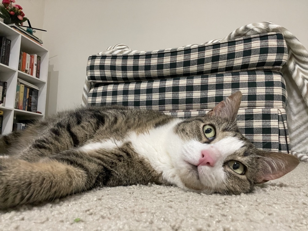 Kimi