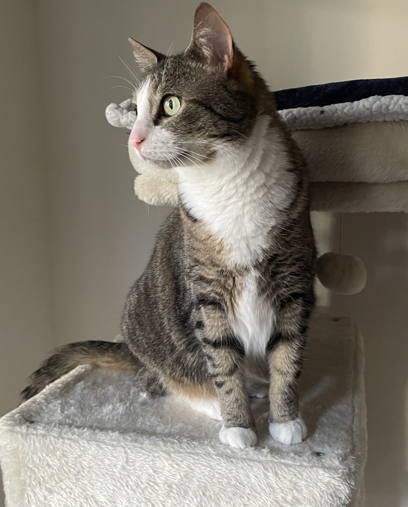 Kimi