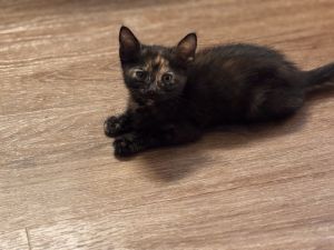 Meet April the beautiful and sweet tortoiseshell kitten who will steal your heart with her stunning
