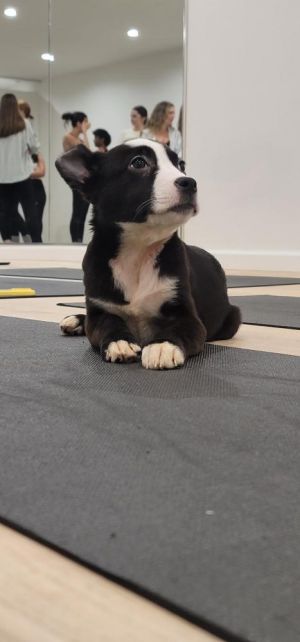 Meet Buster a resilient and affectionate puppy who was rescued from a kill shelter in Texas where 
