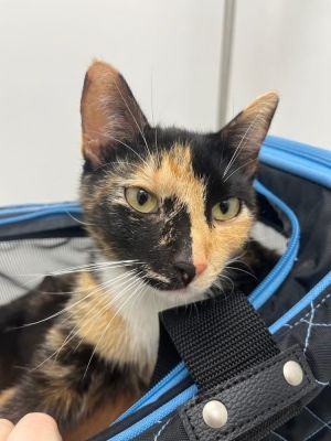 Meet Alexis the sweetest mama cat youll ever encounter At just 1 year old Alexis radiates warmth