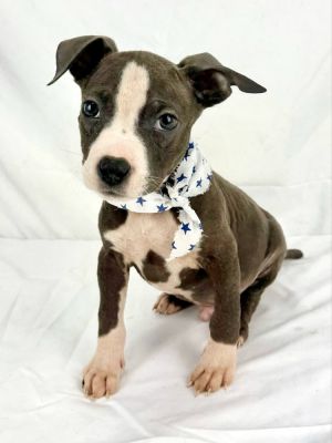 Meet Gary an adorable puppy full of charm and affection who was rescued from a kill shelter in Tex