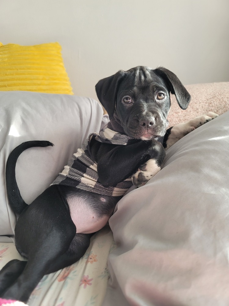 Phoebe (25-034 D)