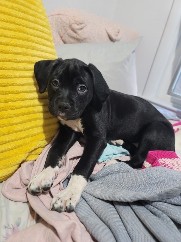 Phoebe (25-034 D)