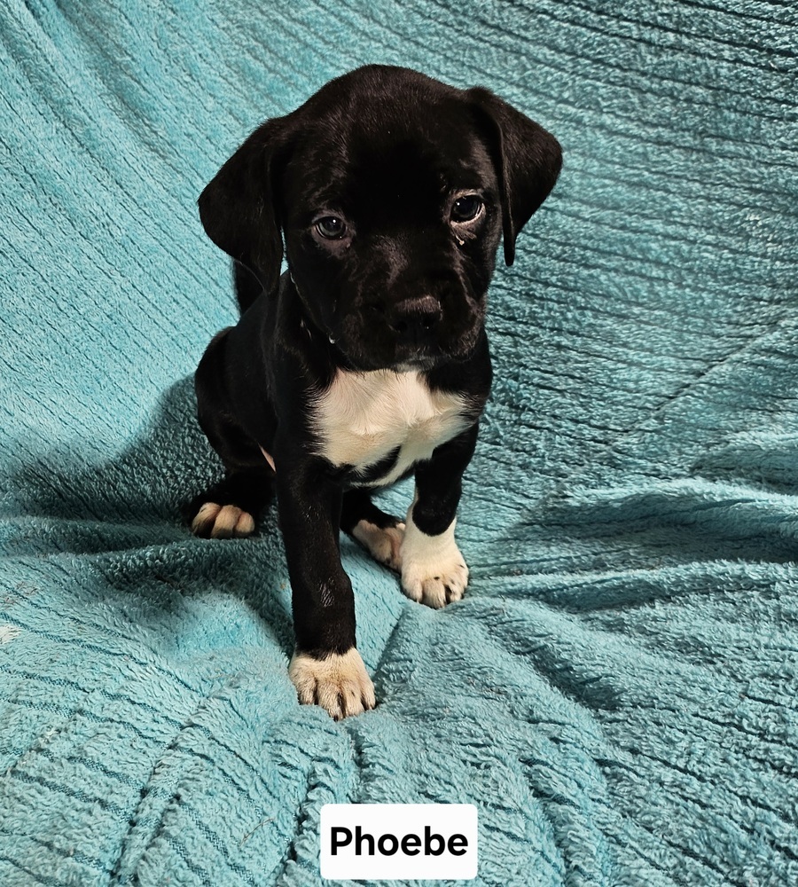 Phoebe (25-034 D)