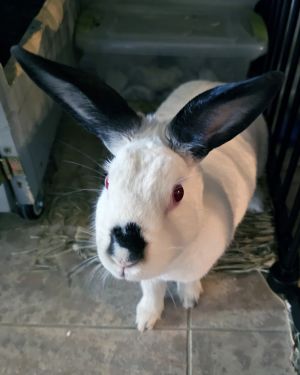 Snowball was rescued several years ago and sort of just stuck around As things change at home her