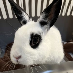 We dont know where she came from but lil Cricket hopped into the right front yard The homeowners 