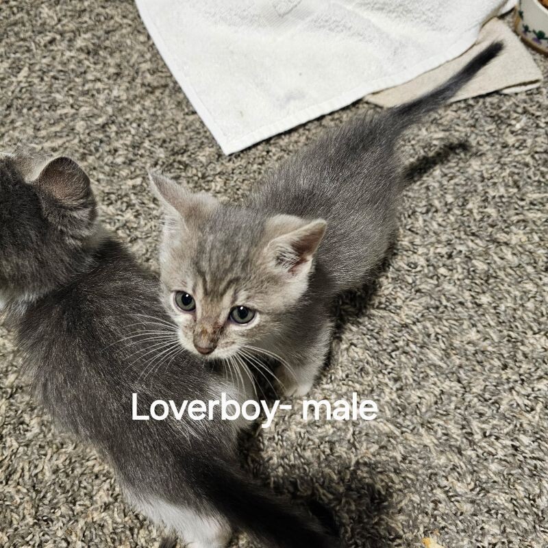 Loverboy, an adoptable Domestic Short Hair in Kennewick, WA, 99337 | Photo Image 1
