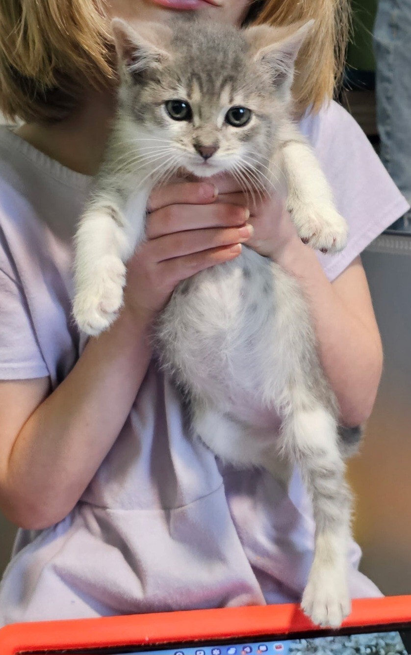 Loverboy, an adoptable Domestic Short Hair in Kennewick, WA, 99337 | Photo Image 2