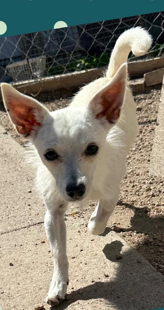 Shing, an adoptable Terrier in Hastings, NE, 68901 | Photo Image 1
