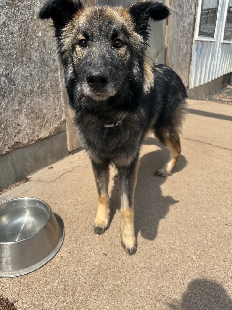 Bear, an adoptable German Shepherd Dog, Husky in Hastings, NE, 68901 | Photo Image 1