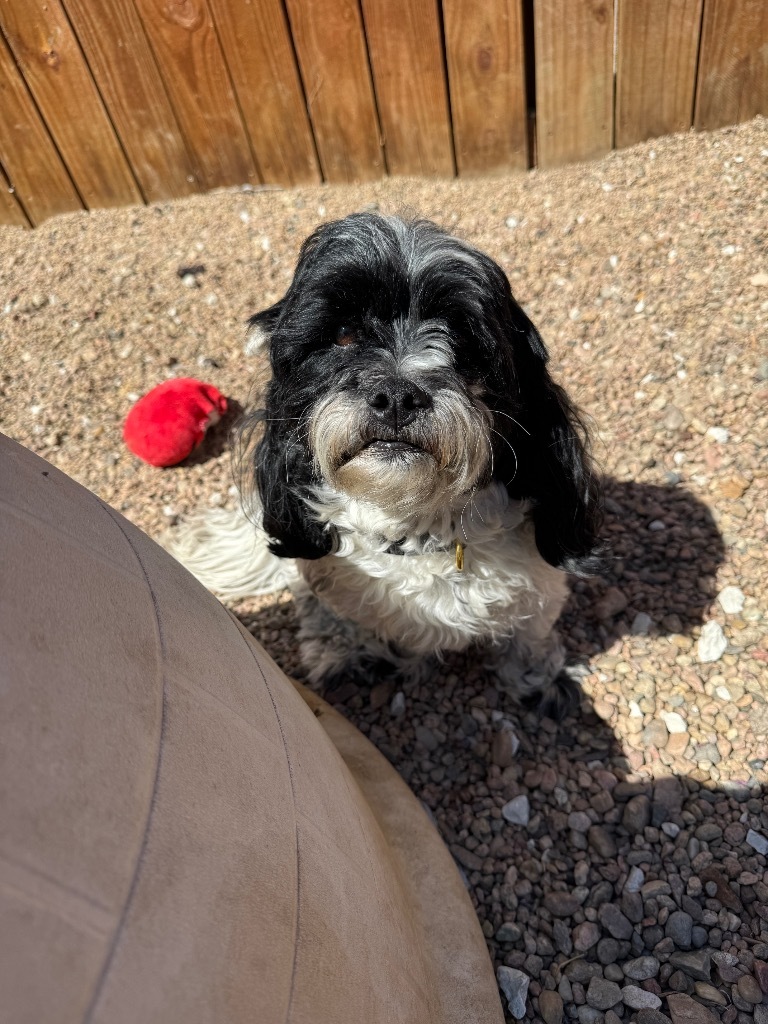 Bandit, an adoptable Poodle, Shih Tzu in Hastings, NE, 68901 | Photo Image 1