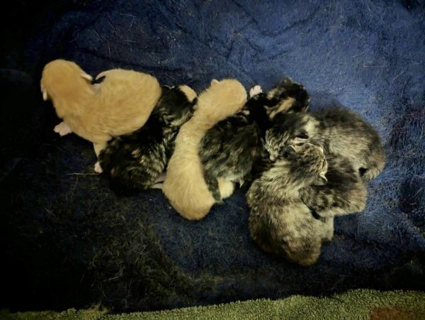 Pancake : Blueberry thumbnail 2